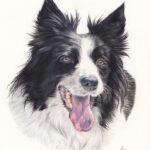Collie