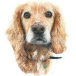Pet Portrait