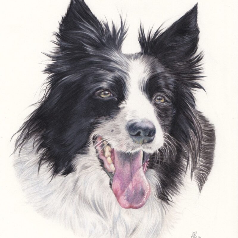Collie